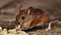 24 Hour & Emergency Exterminators in West Corinth, VT